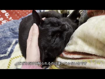 珍しく近くに来たビビりのネコさんを撫でまくる