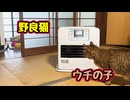 あれ？だれの家だっけ？【野良猫】