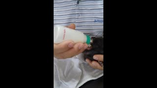 動物動画まとめ　タヌキ＆ネコ