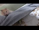 ハムスター飼いました。〜その176〜2025だよ！！4月だよ!!体重測定だよ！！
