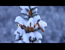 Bozeman Montana Ponderosa Pine Tree in Fresh Snow in Slow Motion 4K
