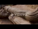 4K footage of the roots of a Ponderosa Pine tree on the edge of a canyon cliff in Zion National Park