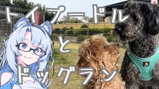愛犬とドッグラン【トイプードル】