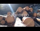Log trunks pile in the forest