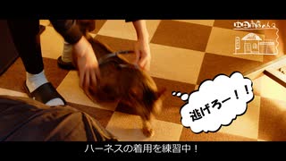 【第336回】駆け込み？と、ニャンズと、ハーネス練習と、デコポン