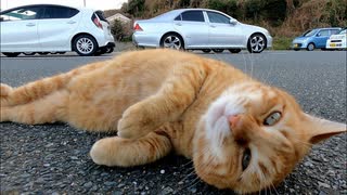 駐車場で茶トラ猫が何か話し掛けてきたのでナデナデするとゴロンゴロンと転がって喜んだ