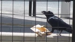 パンを食べるカラスの動画その1