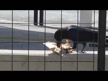 パンを食べるカラスの動画その2