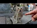 ナデナデされる為に手に頭突きしてくる野良猫が可愛過ぎる