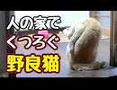 久しぶりに やられました【野良猫】