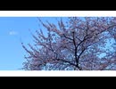桜流し/初音ミク