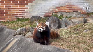 【東武動物公園】源太君とレサパンガイド【レッサーパンダ】