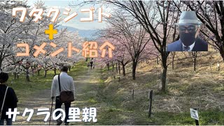 未だに発熱だと内科に行けない　内科以外で診てもらえますけど　意味が解らない！シェディングになるよ？こんなに集まったら！←コメ【アラ還・読書中毒】私事：紅谷峠千本桜：桜の里親が満開（すごい）