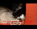 ☆猫まみれ☆　休養学を読んで　学んだこと　悩んで　困って　〇んでしまいたい人に向けて　困ってたらぼくにＸからＤＭしてください　待ってますよ