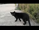 黒猫「ウチ来る?」家に帰る野良猫についていってみた