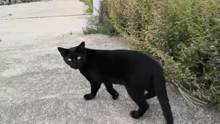 黒猫「ウチ来る?」家に帰る野良猫についていってみた