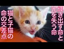保護子猫5兄妹、輝きを失う命との交差点