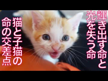 保護子猫5兄妹、輝きを失う命との交差点