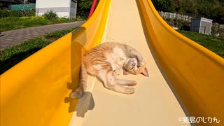 すべり台で遊ぶ子猫が人懐っこくて可愛すぎた