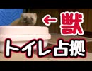 【獣】の季節になりました…【野良猫】