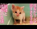 ミニミニ保護子猫、隔離と成長の危機