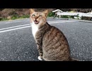 野良猫に近づいたら突然喋りだしたんだがwwwwww
