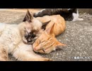 くつろぐ島の子猫たち