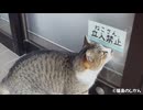 【悲報】ねこさん立入禁止