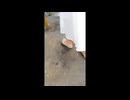 Muaモーターオイルと泥の上を裸足で歩く