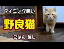 ニャァ言ったら あげるのに…【野良猫】