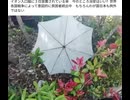 あれ　動画ファイルに存在していた　ちなみに5日後の今日もまだありました