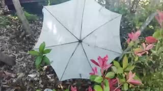 あれ　動画ファイルに存在していた　ちなみに5日後の今日もまだありました