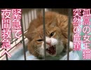 緊急事態！女王猫、突然の危篤に陥る