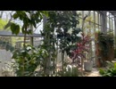 布引ハーブ園　頂上から中腹　桜　ハーブ
