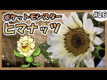 【実況】ヒマナッツがひんしになる度に『現実で向日葵を育てる』縛り #26（BW2版）