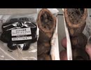 セブンイレブンのもちもち食感のチョコリングドーナツを食べました。　#セブンイレブン #チョコ #リングドーナツ