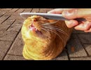 【癒し】ねこじゃすり初体験の野良猫さん、反応が想像以上だった件