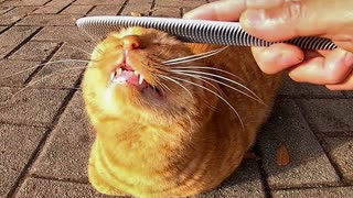 【癒し】ねこじゃすり初体験の野良猫さん、反応が想像以上だった件