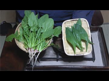 プランター菜園・2025春【長火鉢とおっさん 396】