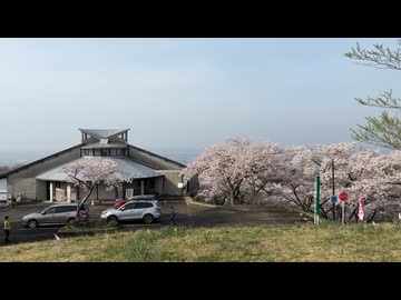 2025　0419　宮城県大崎市　田尻　加護坊山　桜の風景1