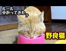 ご褒美あげようかな？【野良猫】