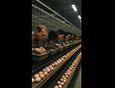 ホモと見る人間を飼育して食べる鶏