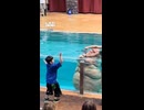 正体不明