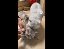 爪切りアシスト猫