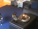 ヒトカゲ猫
