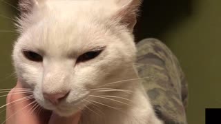 腹の上で撫でられる猫