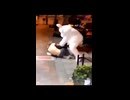 荒ぶる着ぐるみ