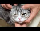 ホモと見るとんでもないことになっていた例の猫系youtuber
