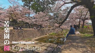 苦楽園の桜