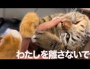 甘えん坊娘猫、体に刻まれた命の記録